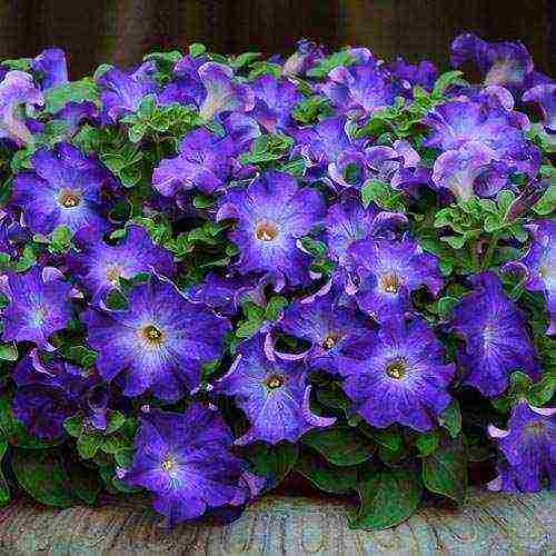 vegetative petunia best varieties