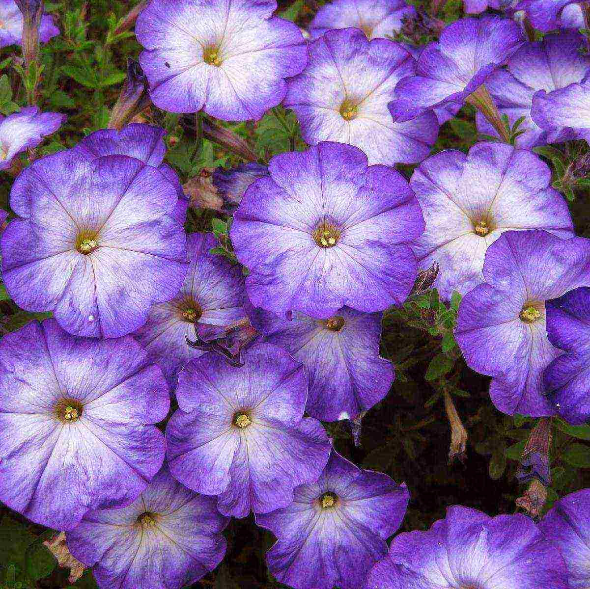 vegetative petunia pinakamahusay na mga pagkakaiba-iba