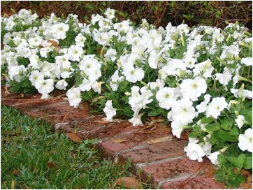 vegetative petunia pinakamahusay na mga pagkakaiba-iba