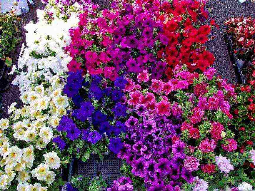 vegetative petunia best varieties