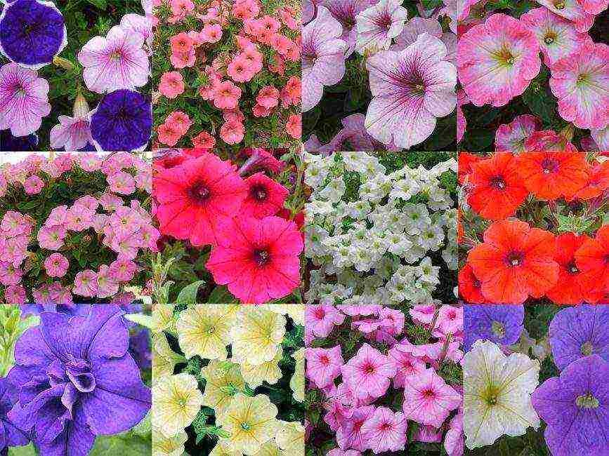 vegetative petunia best varieties