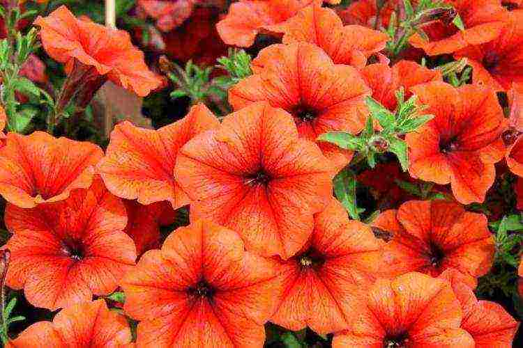 vegetative petunia best varieties