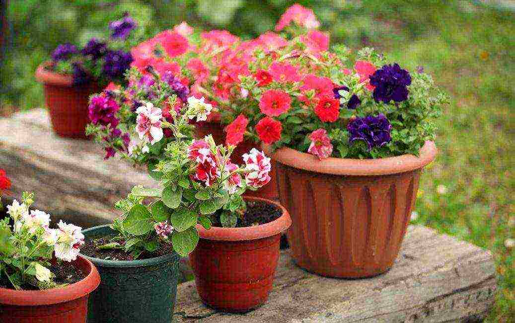 vegetative petunia best varieties