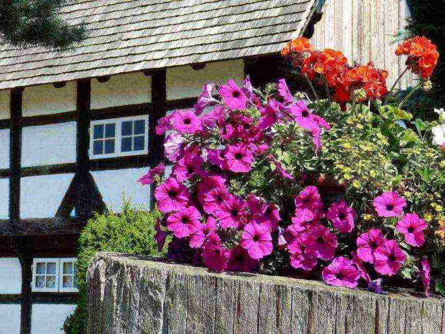 vegetative petunia best varieties