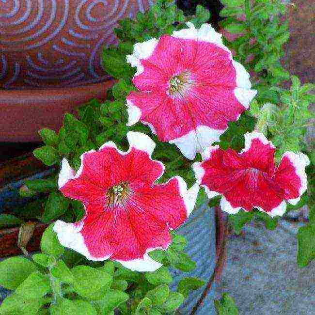 vegetative petunia best varieties