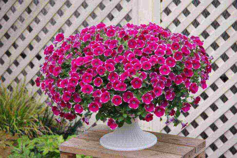 vegetative petunia best varieties