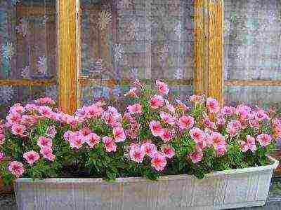 vegetative petunia best varieties