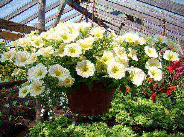 vegetative petunia best varieties