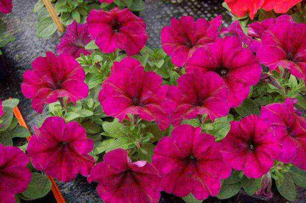 vegetative petunia best varieties