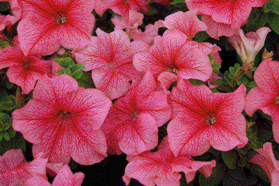 vegetative petunia best varieties