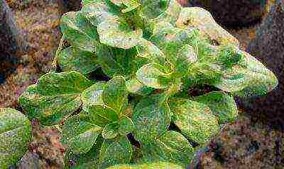 vegetative petunia best varieties