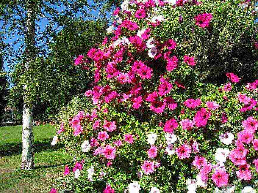 vegetative petunia best varieties