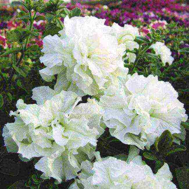 vegetative petunia best varieties