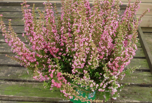 heather wild from the forest planting and care in the open field