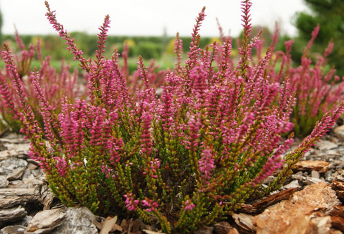 heather wild from the forest planting and care in the open field