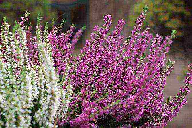 heather wild from the forest planting and care in the open field