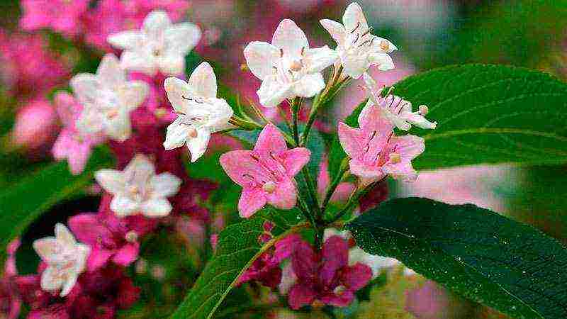 เจ้าหญิงสีชมพู weigela ที่ปลูกและดูแลในทุ่งโล่ง