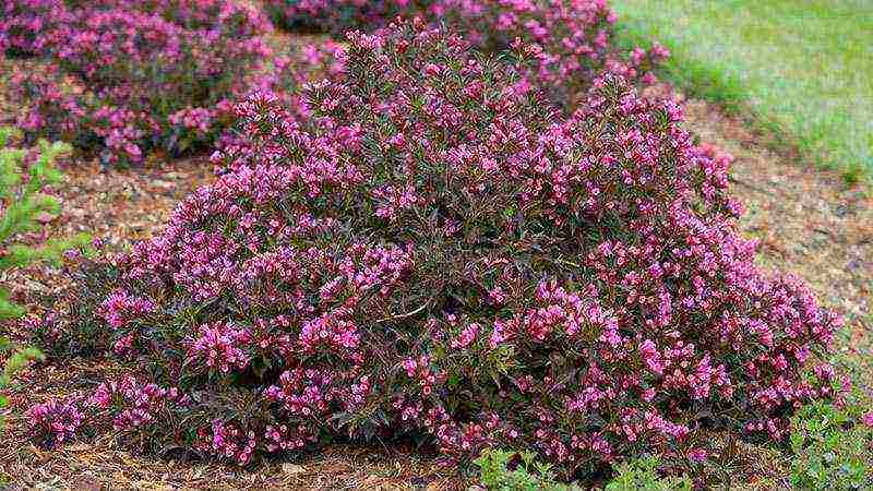 weigela pink na prinsesa na nagtatanim at nagmamalasakit sa bukas na bukid