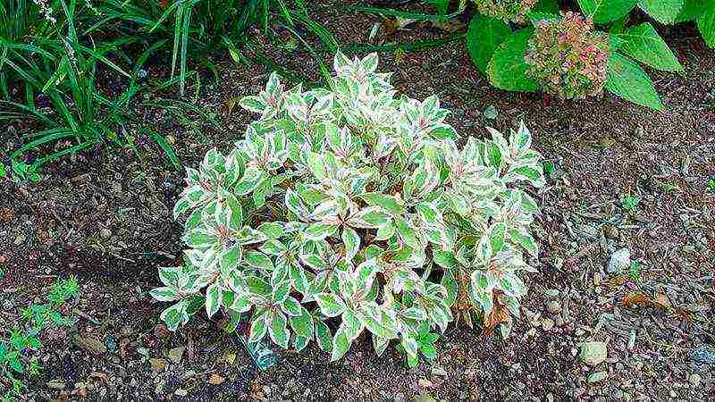 weigela pink princesses planting and care in the open field