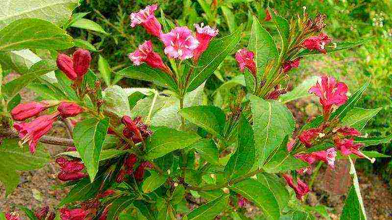 weigela pink princesses planting and care in the open field