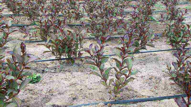 weigela pink princesses planting and care in the open field