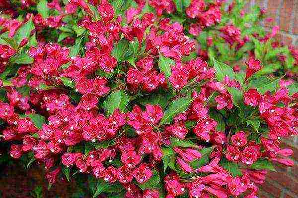 weigela pink princesses planting and care in the open field