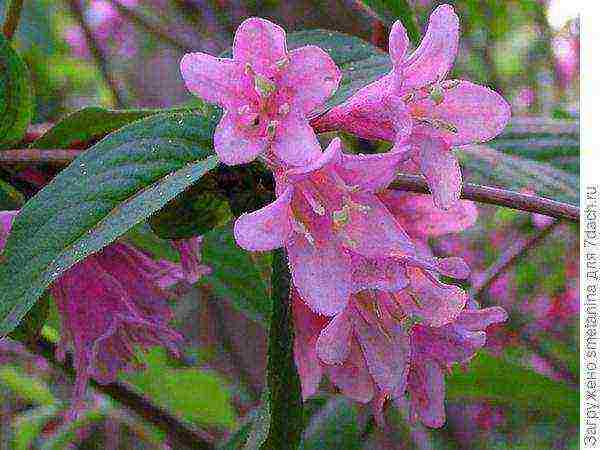 เจ้าหญิงสีชมพู weigela ที่ปลูกและดูแลในทุ่งโล่ง