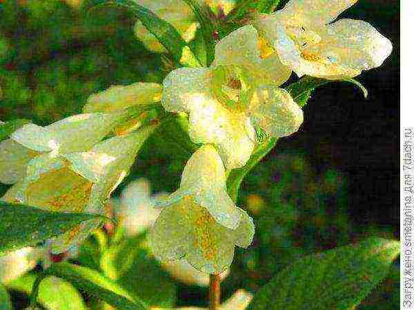 weigela pink na prinsesa na nagtatanim at nagmamalasakit sa bukas na bukid