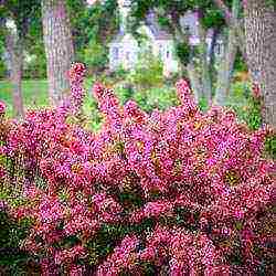 زراعة Weigela والعناية بها في الحقول المفتوحة في الضواحي