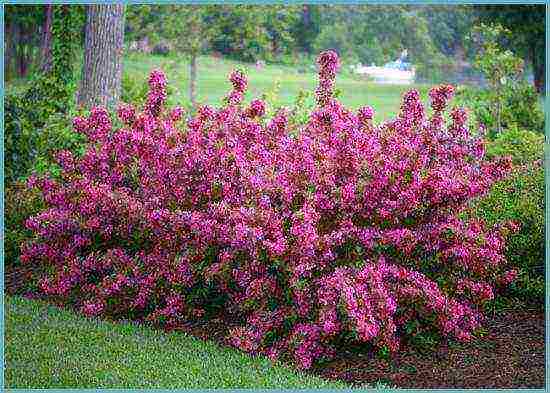 weigela ปลูกและดูแลในทุ่งโล่งในเขตชานเมือง