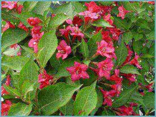 weigela planting and care in the open field in the suburbs