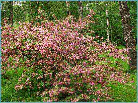 زراعة Weigela والعناية بها في الحقول المفتوحة في الضواحي