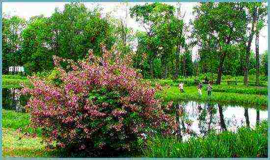 زراعة Weigela والعناية بها في الحقول المفتوحة في الضواحي