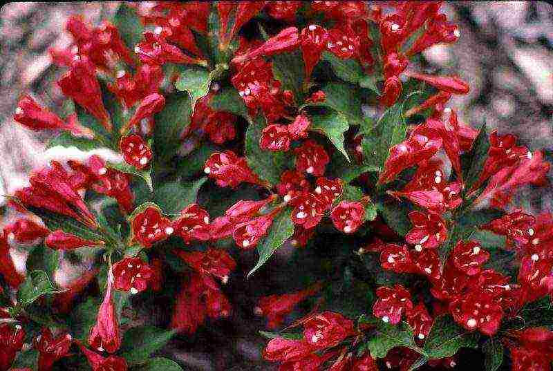 زراعة Weigela والعناية بها في الحقول المفتوحة في الضواحي