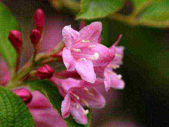 weigela ปลูกและดูแลในทุ่งโล่งในเขตชานเมือง