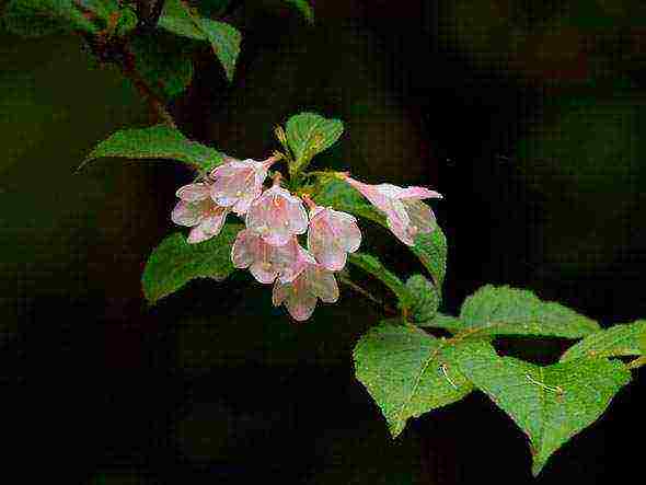 زراعة Weigela والعناية بها في الحقول المفتوحة في الضواحي