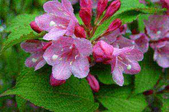 weigela ปลูกและดูแลในทุ่งโล่งในเขตชานเมือง