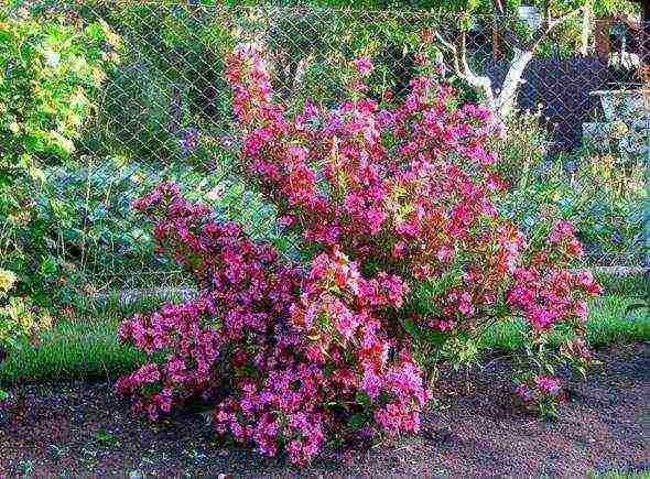 pagtatanim at pangangalaga sa weigela sa bukas na bukid sa mga suburb