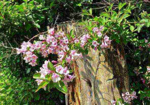 weigela planting and care in the open field in the suburbs