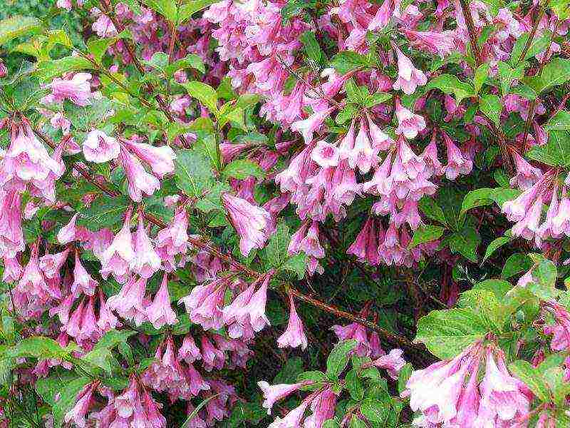 weigela planting and care in the open field in the suburbs