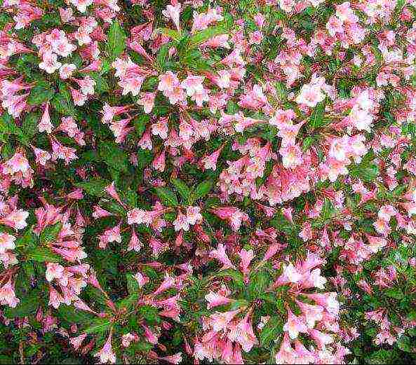 weigela planting and care in the open field in the suburbs