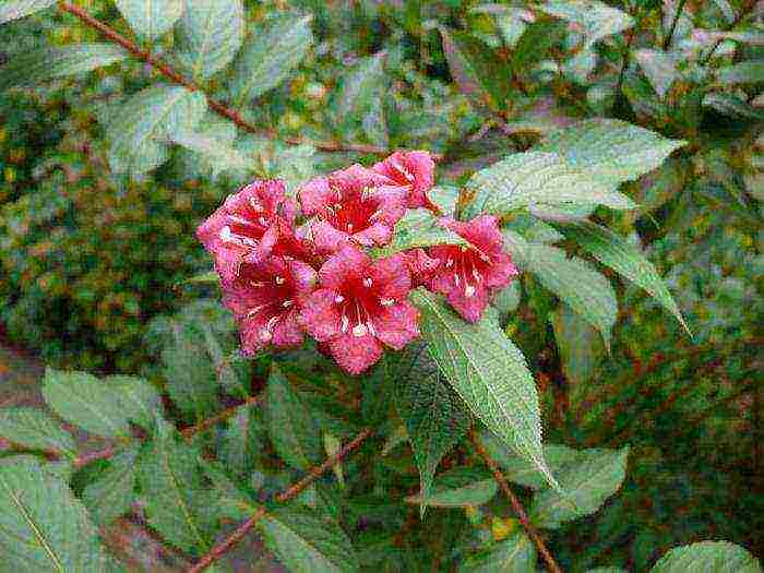 زراعة Weigela والعناية بها في الحقول المفتوحة في الضواحي