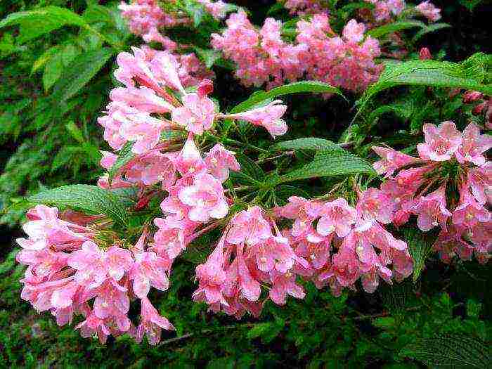 زراعة Weigela والعناية بها في الحقول المفتوحة في الضواحي