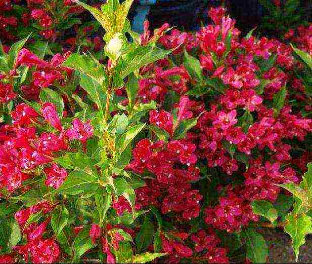 weigela ปลูกและดูแลในทุ่งโล่งในแถบชานเมือง