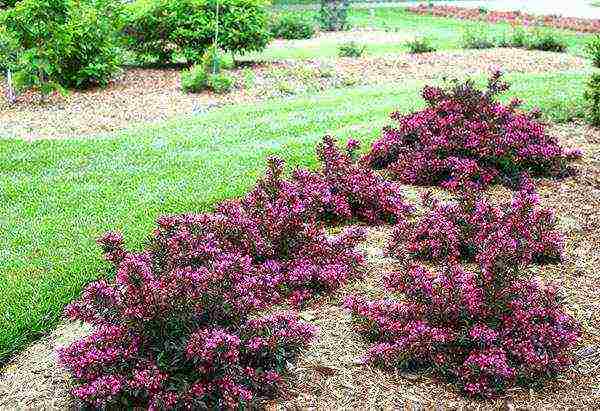 weigela planting and care in the open field in the suburbs