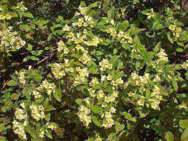 pagtatanim at pangangalaga ng weigela sa bukas na bukid sa mga suburb