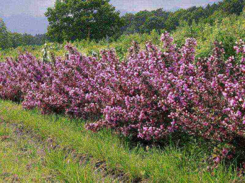 weigela planting and care in the open field in the suburbs