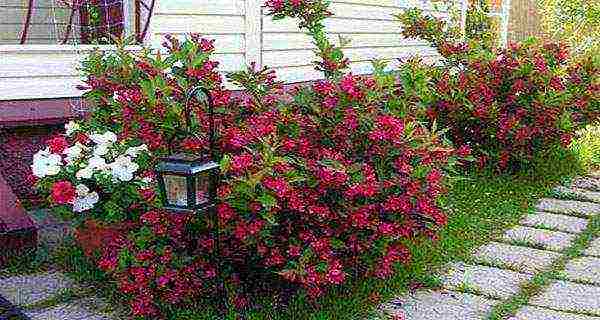 weigela ปลูกและดูแลในทุ่งโล่งในแถบชานเมือง