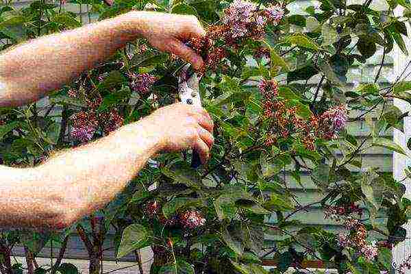 pagtatanim at pangangalaga ng weigela sa bukas na bukid sa mga suburb