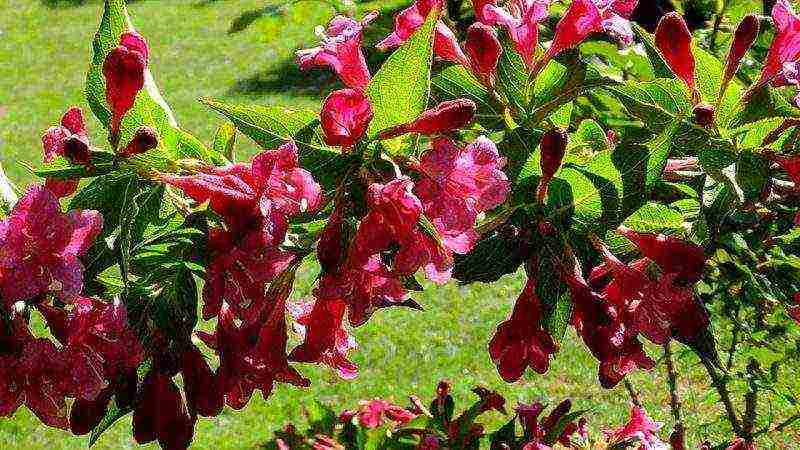 زراعة Weigela والعناية بها في الحقول المفتوحة في الضواحي